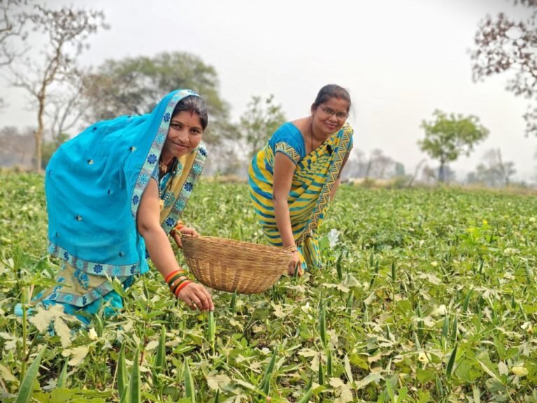 बालोद : सब्जी बाड़ी के कार्य से बदली खैरवाही के महिलाओं की कहानी