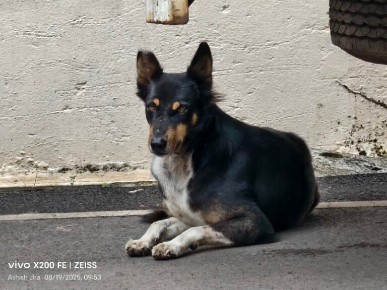 रेबीज़ पर सतर्कता ही सुरक्षा का सबसे बड़ा उपाय