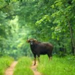 बारनवापारा अभयारण्य : जहां हर कदम पर है प्रकृति का रोमांच