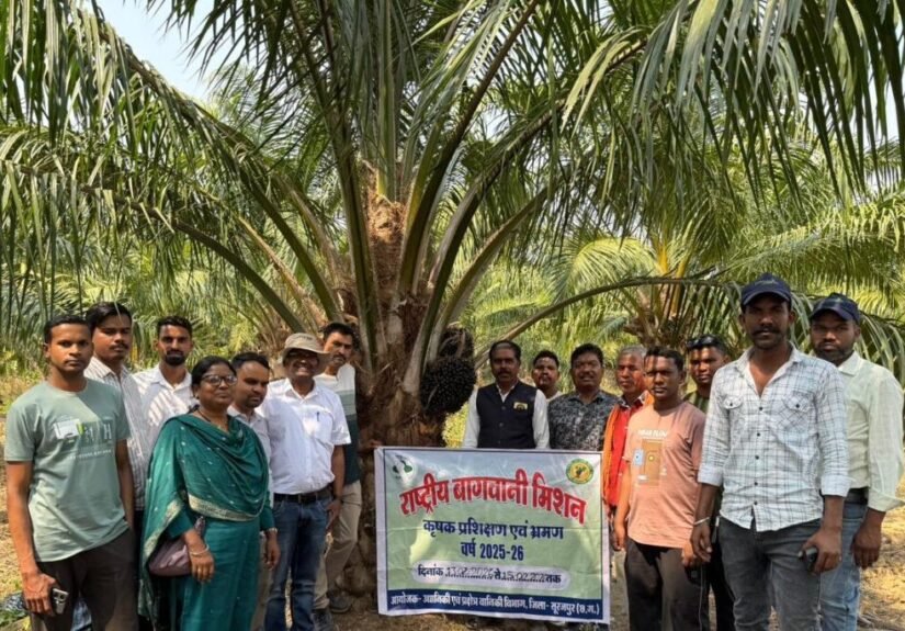 छत्तीसगढ़ के किसानों ने ओडिशा में देखी ऑयल पाम की खेती