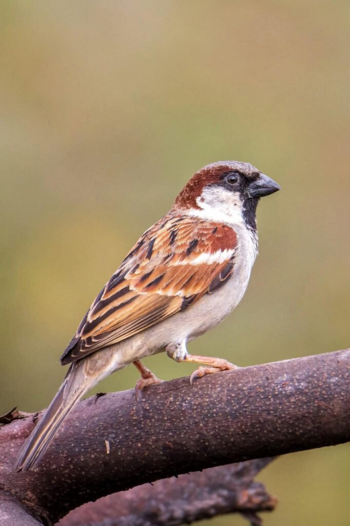 विश्व गौरैया दिवस पर वेबीनार आयोजित : संरक्षण के लिए जागरूकता पर जोर