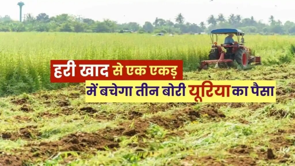 हरी खाद- खेती में बढ़ेगा उत्पादन, मिट्टी की सेहत होगी बेहतर