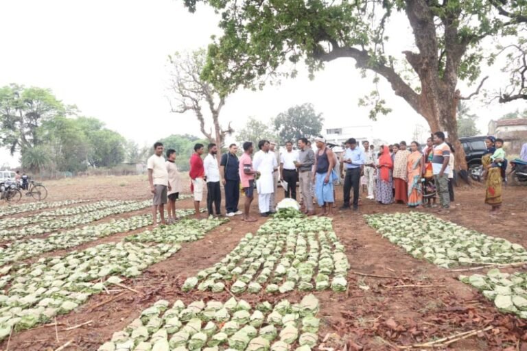 तेन्दूपत्ता संग्रहण में छत्तीसगढ़ ने बनाया नया रिकॉर्ड, अब तक 13.52 लाख मानक बोरा संग्रहित