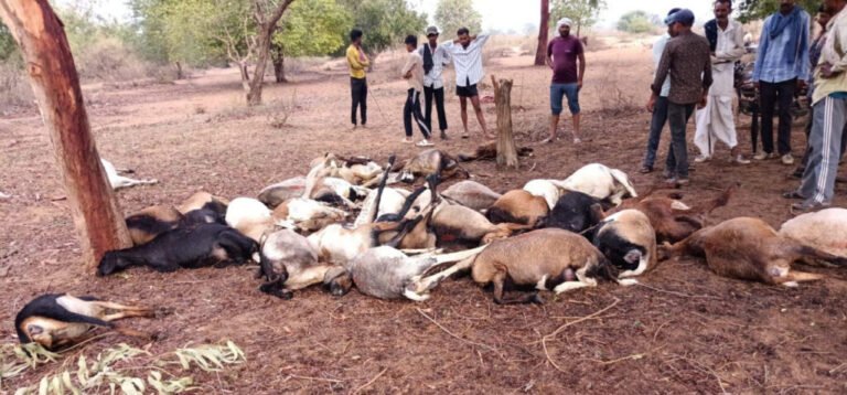 धमतरी में आकाशीय बिजली से 40 भेड़-बकरियों की मौत