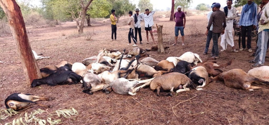 धमतरी में आकाशीय बिजली से 40 भेड़-बकरियों की मौत