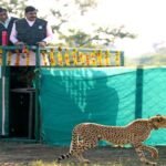 मुख्यमंत्री डॉ. यादव ने गांधी सागर अभयारण्य में छोड़ी मादा चीता राधा